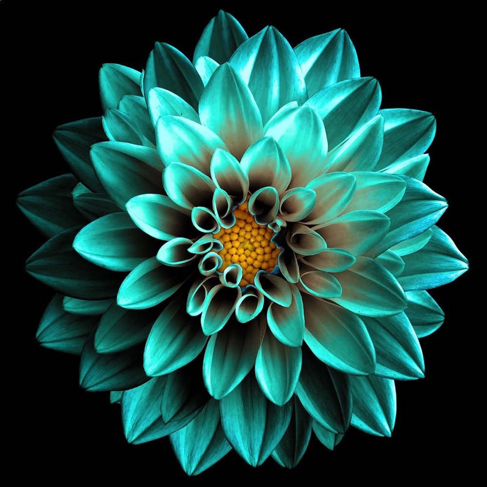 Meet your Posher, Holly